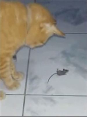 หนูโดนแมวจับได้ แกล้งตายดีกว่า!