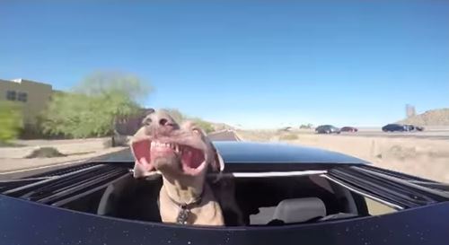 น้องหมาชอบนั่งรถรับลม ดูสิยิ้มแฉ่งเชียว!