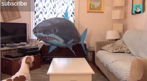 หมาน้อย vs ปลาฉลามอัดลม ใครจะชนะ!