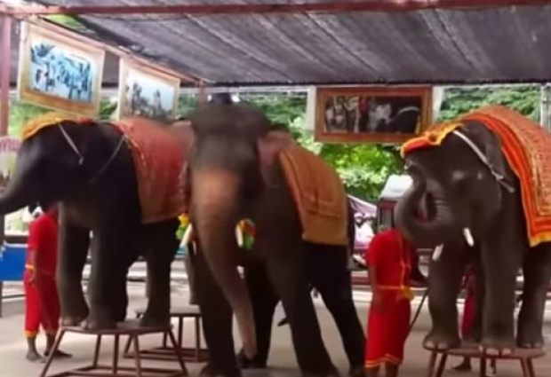 ช้างไทยเต้น กาโว กาโว น่ารักอะ