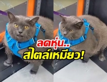 ชาวเน็ตแห่ไลก์รัวๆ “เหมียวตัวกลม” โชว์วิธีออกกำลังกาย “ลดหุ่น” (คลิป)