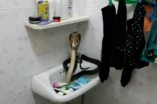 เตือนภัย! งูเห่าขู่บนอ่างล้างหน้า ในห้องน้ำ