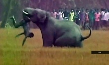 ล้างแค้น! “ช้างป่า” เหยียบชายอินเดียดับ หลังถูกรุมปาหิน