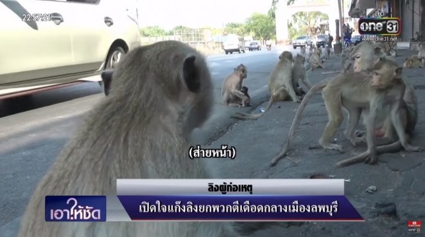 เกิดอะไรขึ้น!? เมื่อนักข่าว ลงพื้นที่สัมภาษณ์ ลิง หลังตีกัน
