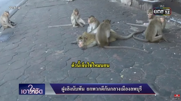 เกิดอะไรขึ้น!? เมื่อนักข่าว ลงพื้นที่สัมภาษณ์ ลิง หลังตีกัน