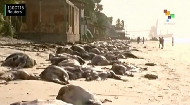 เรือบรรทุกวัวล่ม!! ซัดเข้าฝั่ง ตายเกลื่อนขายหาดบราซิล