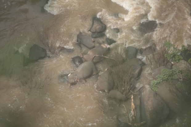 6 ช้างป่าตกเหวนรก ที่แท้ตัวน้องสุดท้องวิ่งฝ่ารั้วกั้น พี่ ๆ ช่วยเลยตกผา – จนท.ใช้ตาข่ายดักศพ (คลิป)