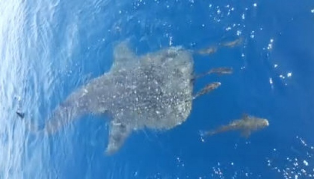 ชมคลิปชัด ๆ ฉลามวาฬ โผล่ว่ายน้ำใกล้เรือกลางทะเลอ่าวไทย ที่สายบุรี