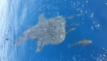 ชมคลิปชัด ๆ ฉลามวาฬ โผล่ว่ายน้ำใกล้เรือกลางทะเลอ่าวไทย ที่สายบุรี
