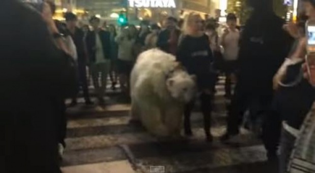 อะไรนะ!? คนเดินจูง หมีขาว กลางถนนที่ชิบูยา