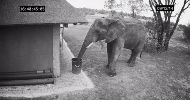 เหลือเชื่อ! ช้างแสนดี เก็บขยะทิ้งลงถัง!