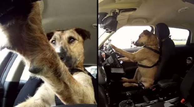 เจ้าปีเตอร์สุนัขขับรถได้ตัวแรกของโลก !! วิวทะลุ 12 ล้านแล้ว
