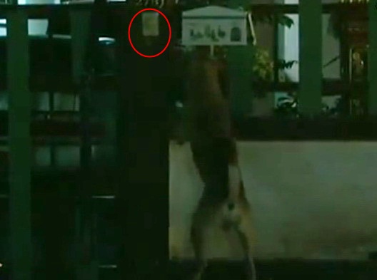 เจ้าเต๋า หมาไทยแสนรู้กดกริ่งหน้าประตูเรียกเจ้าของขอเข้าบ้าน