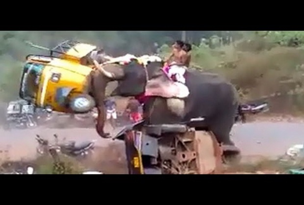 โหดมาก ช้างโมโห พังรถยับทั้งคัน