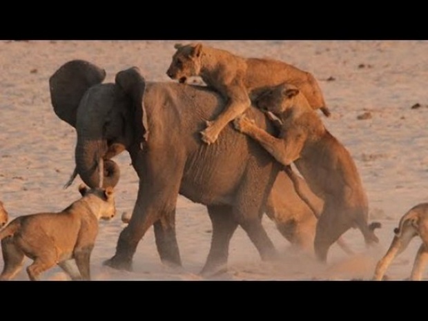 ช้างป่าใจเด็ด! สู้กับสิงโตเป็นฝูง รอดมั้ยดูกัน