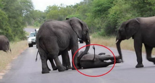 เกิดอะไรขึ้น!!! เมื่อจู่ๆลูกช้างก็ล้มลงกลางถนน และฝูงช้างที่เหลือก็เข้ามาช่วย!!
