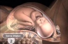 ดูแล้วเข้าใจง่าย วิดีโอสั้นๆ แสดงให้เห็นถึงการกำเนิดของมนุษย์ ภายในครรภ์มารดา