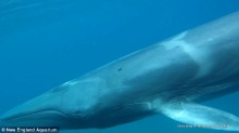 สุดระทึก!! พบวาฬที่คิดว่าสูญพันธุ์จากโลกไปแล้ว...เป็นครั้งแรก!!