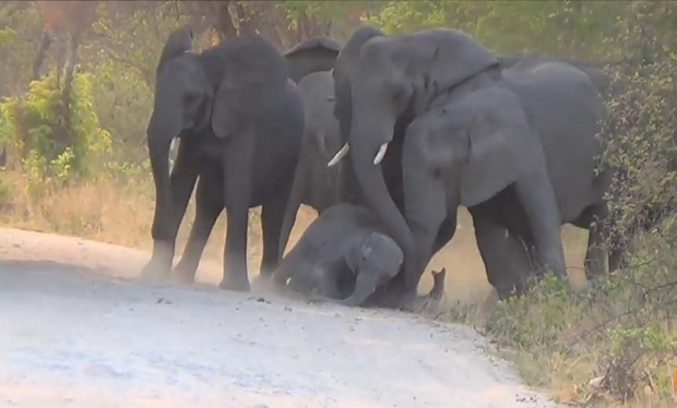 สะเทือนใจ!! วินาทีโขลงช้างพยายามชาวยชีวิตลูกตัวน้อย หลังโดนรถขับพุ่งมาชนอย่างจัง! (คลิป)