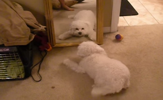 หมา VS กระจก ซ่าจริงๆ