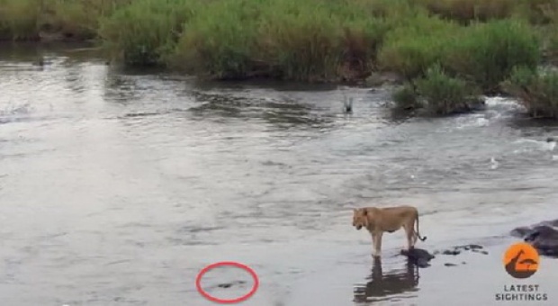 เกือบไปแล้ว! สิงโตว่ายข้ามแม่น้ำไม่ทันเห็นไอ้เข้ยักษ์ หวิดโดนเขมือบ