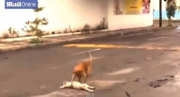 น้ำตาไหล! เจ้าหมาพยายามช่วยชีวิตเพื่อนอีกตัวกลางถนน