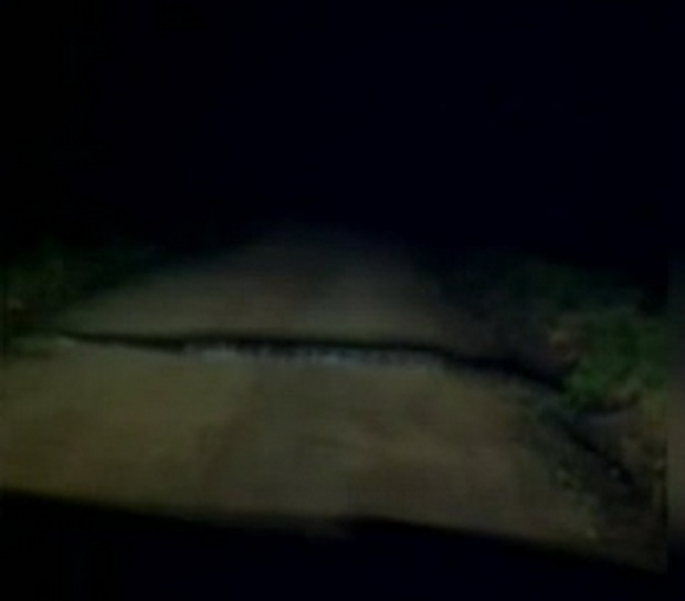 ผงะ งูเหลือมยักษ์นอนขวางถนน คนขับรถต้องขอขมาก่อนยอมเลื้อยเปิดทาง