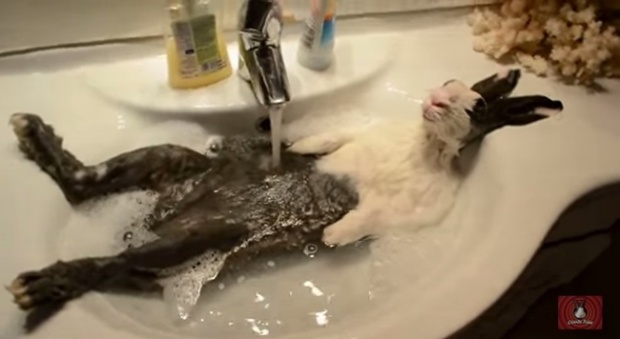 สบายเกิ๊น! กระต่ายอาบน้ำในอ่างอย่างฟินอะ
