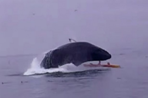 เกือบไม่รอด!! วาฬว่ายกระโจนทับเรือคายักกลางทะเล