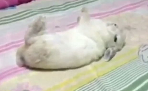 น่ารัก!!! กระต่ายแกล้งตายสุดเนียน