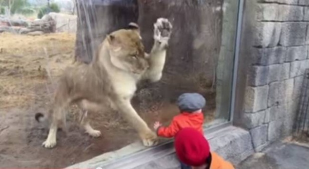 งงเลย! เจ้าสิงโตตัวนี้อยากเล่นหรือ อยากจะกินเด็กน้อยกันแน่?