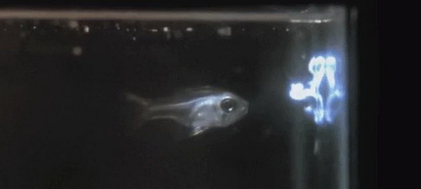 ปลาประหลาด พ่นลำแสงสีเงินเหมือนร่ายเวทย์
