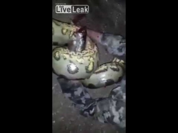 วิธีสุดโหด เมื่อถูกงูเหลือมกัด ทำยังไงให้รอดมาดูกัน