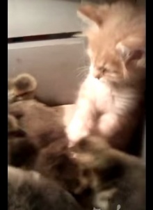 เมื่อน้องแมวบุกลังลูกเป็ด ความน่ารักบังเกิด ^^