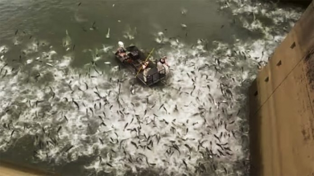 ชอร์ตฆ่าหมู่ปลาต่างถิ่น สหรัฐปล่อยกระแสไฟลงน้ำจนดิ้นพล่าน(คลิป)