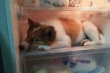 ก็มันร้อน น้องหมาบางแก้วไม่ยอมออกจากตู้เย็น!!