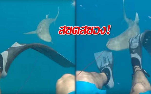 ระทึก!! ฉลามจู่โจมนักดำน้ำ กัดเลือดกระฉูด! (คลิป)