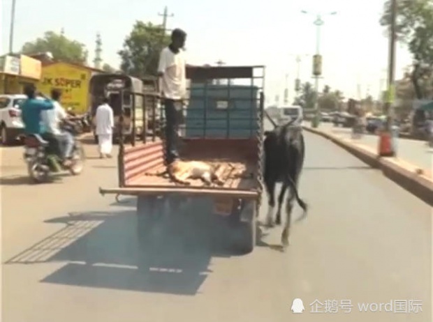 คลิปบีบหัวใจ!! แม่วัววิ่งตามรถบรรทุกของชาวบ้านแบบไม่คิดชีวิต ก่อนรู้ว่ามีอะไรอยู่ท้ายรถ? (คลิป)