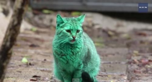 มาดู! แมวสีเขียวสุดฮอตในบัลแกเรีย