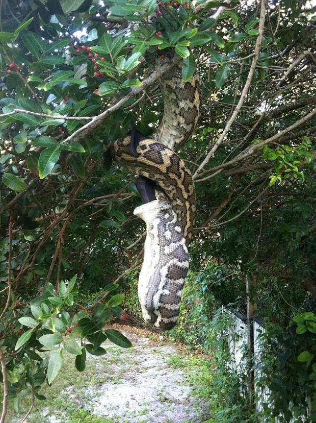 ถ่ายได้จะจะ งูหลามยักษ์ห้อยต้นไม้ เขมือบค้างคาวเบ้อเร่อ 