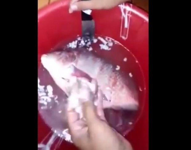  ระวัง!! ซื้อปลาจากตลาดโดนยัดไส้ #อุดรธานี[บางพื้นที่] 