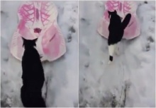 น่ารักที่สุด!!แมวก็เล่นสกีเป็นนะตัวเธอ ลื่นปรื๊ดลงเนินหิมะเลย!!