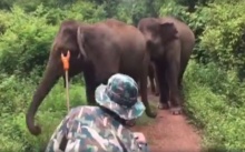 ชมวินาที “ช้างพังแม่เปิ้ล” เข้าเคลีย์โขลงช้าง ไม่ให้เข้าใกล้นักท่องเที่ยว! (คลิป)