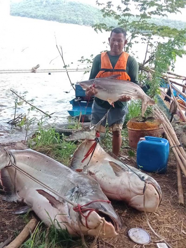 สุดฮือฮา! ชา​วโคราชจับปลาบึกยักษ์ หนัก 100 กว่ากก. (มีคลิป)