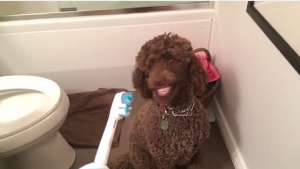 อย่างฮา! หมาแสนรู้ ยิงฟันโชว์เมื่อเห็นแปรงสีฟัน!