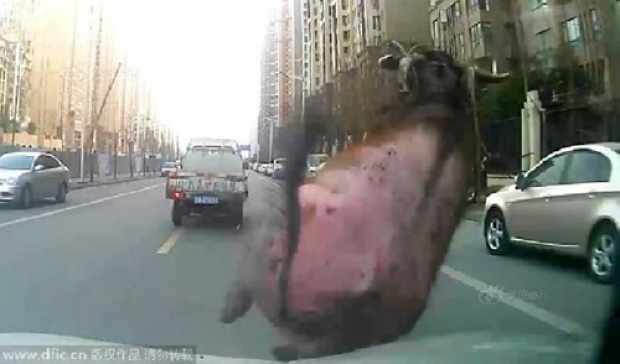 ตร.จีนไล่จับวัวคลั่ง ทั้งขับรถไล่ชน รุมยิงจนตายอนาถ