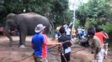 คลิปวินาทีช้างคลอดลูก