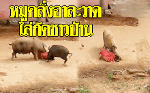 อย่างโหด!! หมูคลั่งอาละวาดรุมกัดหญิงชาวบ้าน 