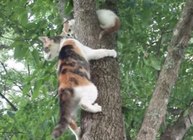 เก่งจริงนะ! แม่แมวสอนวิธีลงจากต้นไม้ให้กับลูก