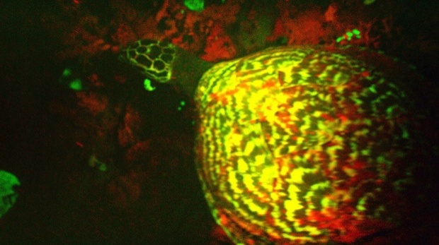 เลอค่า!! เต่าเรืองแสงสวยอลัง..ที่หมู่เกาะโซโลม่อน